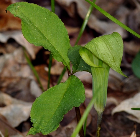 {Arisaema pusillum}